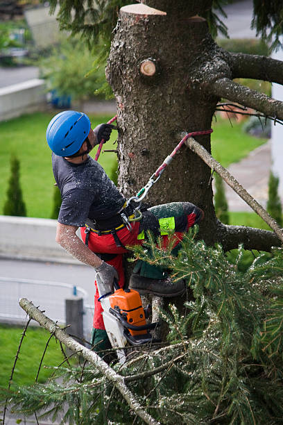 Best Utility Line Clearance  in Dallas, GA